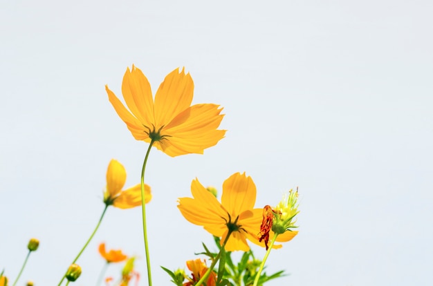 Yellow flowers against the sky background