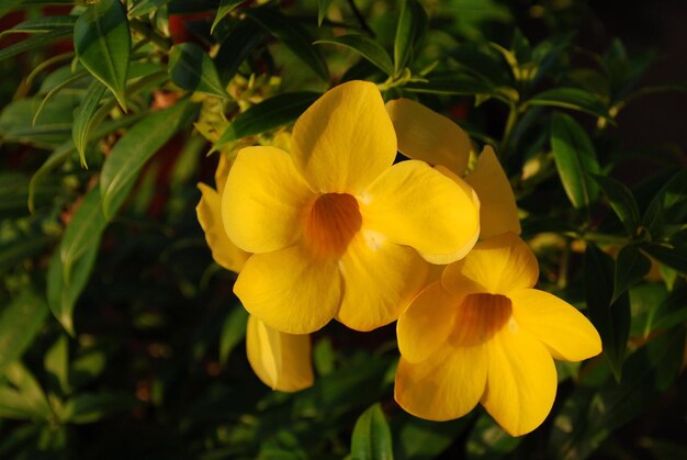 Yellow flowers of Allamanda cathartica Golden Trumpet Sihanoukville Cambodia