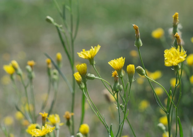 Yellow flowers of Altervista Jacobaea erucifolia subsp