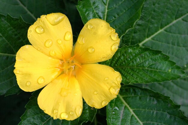 The yellow flowers are very bright and beautiful.