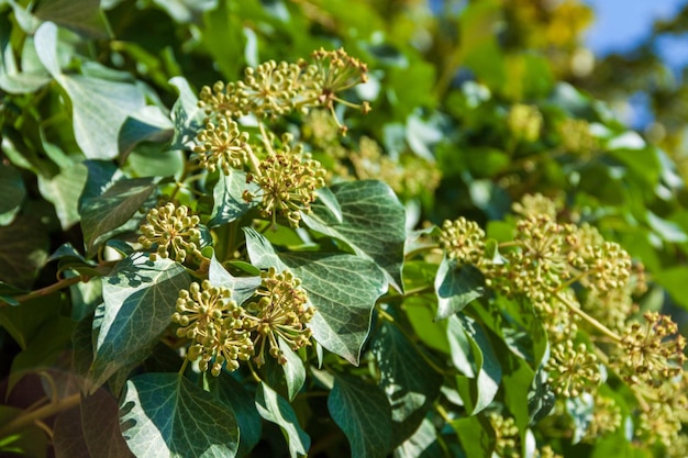 yellow flowers on a background of green leaves.