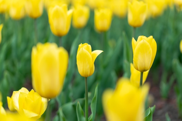 Yellow flowers background outdoor Spring season flowers Selective focus