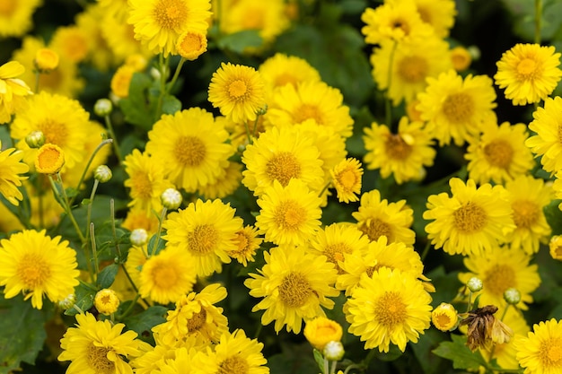 Yellow flowers background Yellow chrysanthemums daisy flower background Yellow flower blooming chrysanthemum background Fields beautiful yellow flowers