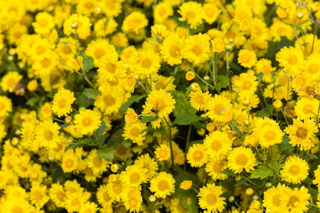 Yellow flowers background Yellow chrysanthemums daisy flower background Yellow flower blooming chrysanthemum background Fields beautiful yellow flowers