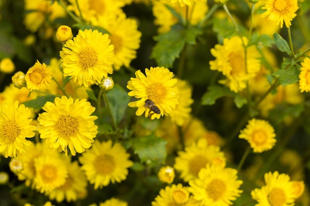 Yellow flowers background Yellow chrysanthemums daisy flower background Yellow flower blooming chrysanthemum background Fields beautiful yellow flowers