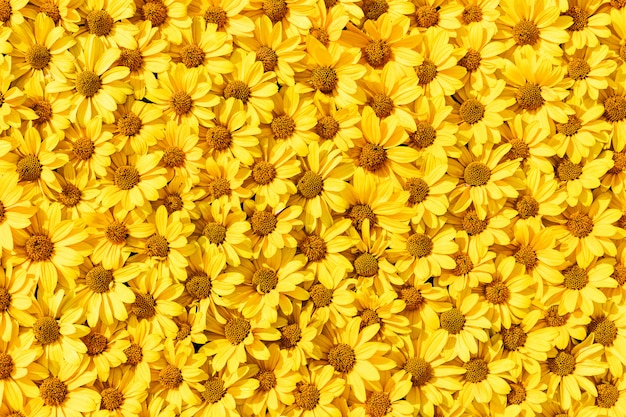 Yellow flowers background. 