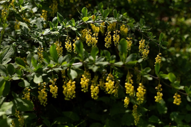 yellow flowers Barberry Berberis vulgaris in garden on busch