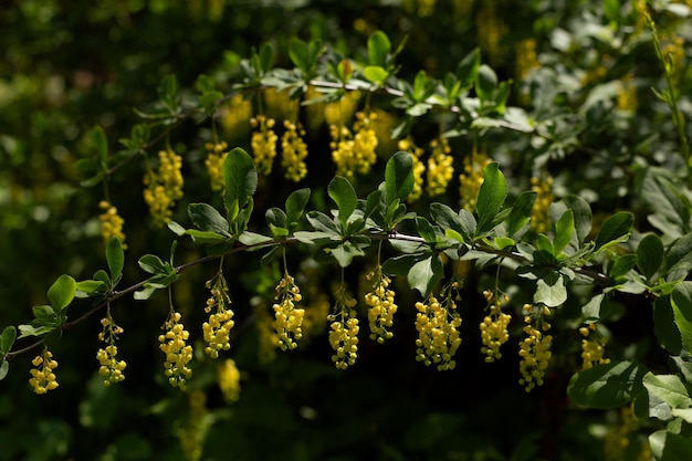 yellow flowers Barberry Berberis vulgaris in garden on busch