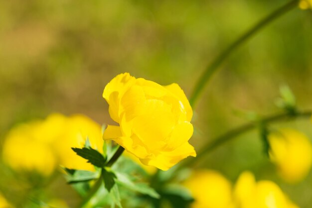 Yellow flowers of a bathing suit or trollius in the garden