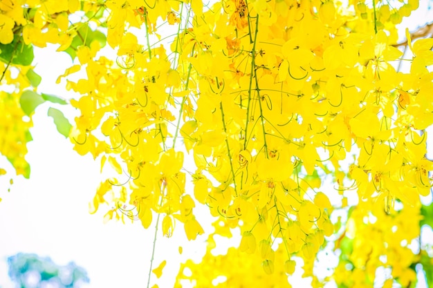 Photo yellow flowers in bloom beautiful bouquet with tropical flowers and plants on white background yellow wisteria