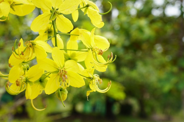 The yellow flowers bloom beautifully