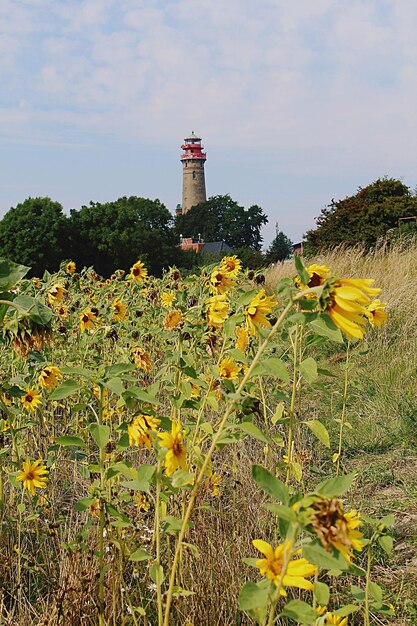 Yellow flowers blooming on field against sky