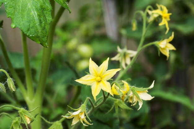 Yellow flowers of a blooming tomato in a greenhouse,