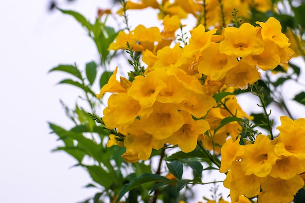 Yellow flowers blossom in spring time