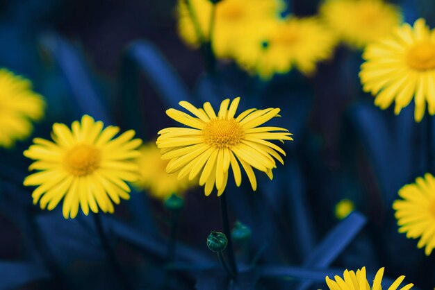 Yellow flowers on a blue background Blue and yellow flowers