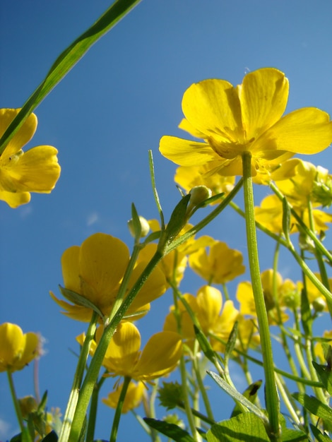 Yellow flowers and blue sky