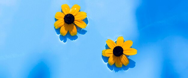 Yellow flowers on a blue water background under natural light Top view flat lay Banner