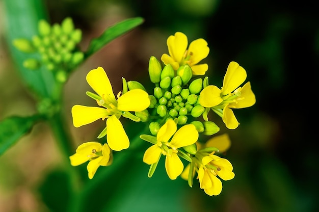 Yellow flowers bouquet on a plant