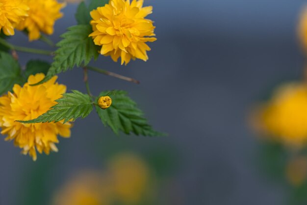 Yellow flowers on the bush Japanese rose