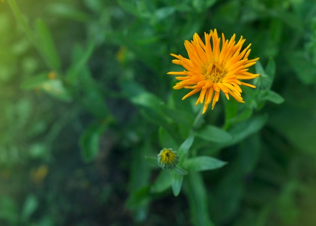 Yellow flowers of Calendula officinalis in dew drops 3