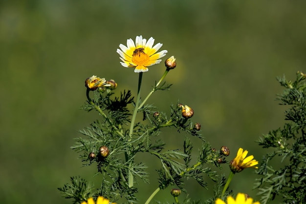 Yellow flowers Chrysanthemum coronarium and the bee