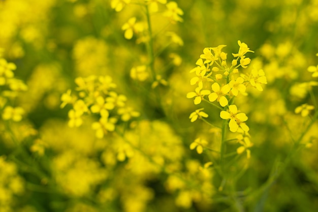 Yellow flowers in closeup on a defocused background