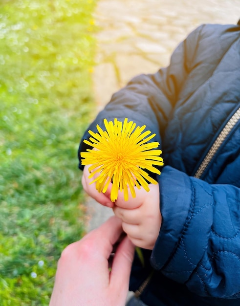 Yellow flowers dandelion in children's hands Spring Selective focus