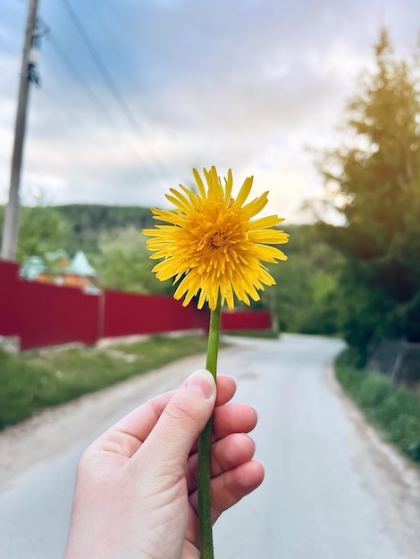 Yellow flowers dandelion in the hand Selective focus