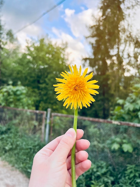 Yellow flowers dandelion in the hand Selective focus