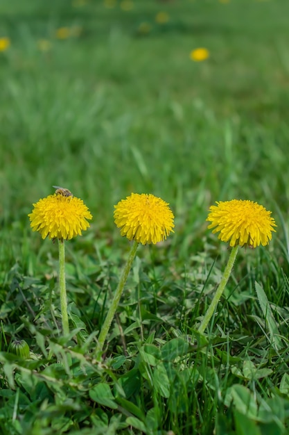 Yellow flowers of dandelion plant in green grass