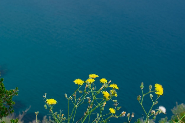 Yellow flowers of dandelions on the background of the blue surface of the sea, place for text. Natural background.