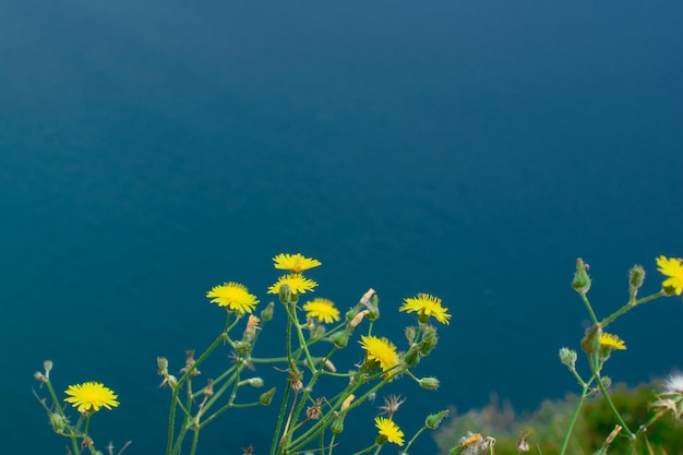 Yellow flowers of dandelions on the background of the blue surface of the sea place for text Natural background