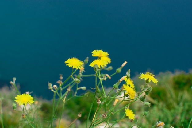 Yellow flowers of dandelions on the background of the blue surface of the sea place for text Natural background