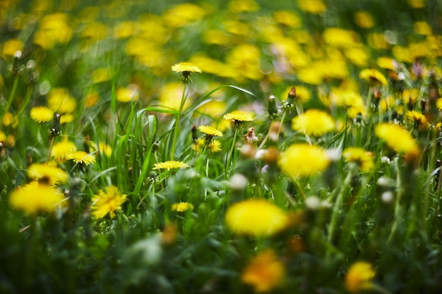 Yellow flowers of dandelions in green backgrounds Spring and summer background