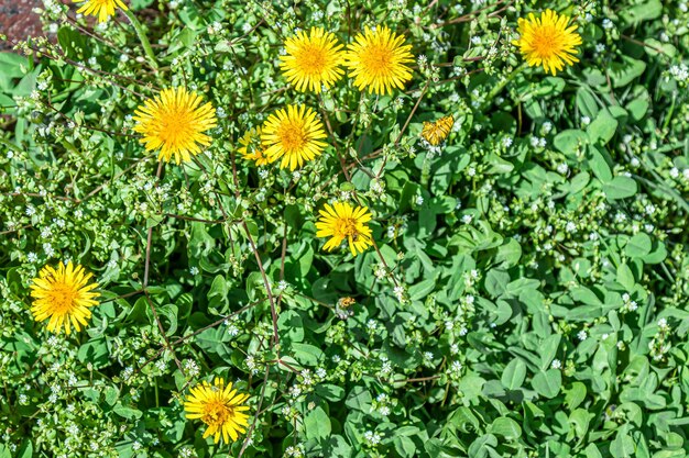 Yellow flowers dandelions in nature in green grass