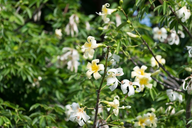 Yellow flowers of a drunken stick tree