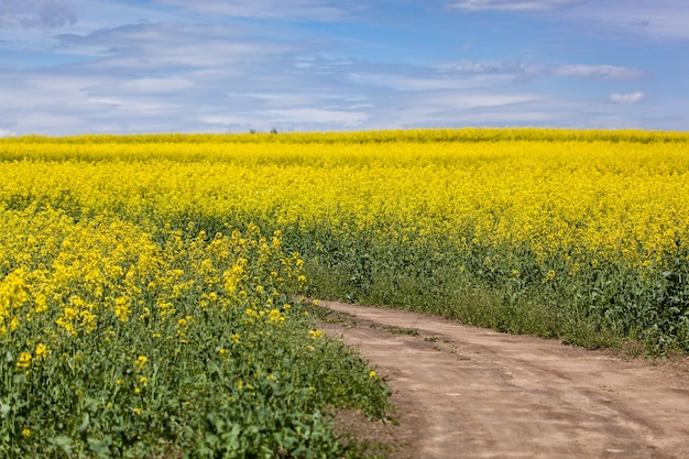 Yellow flowers field with blue sky landscape with a path in the middle