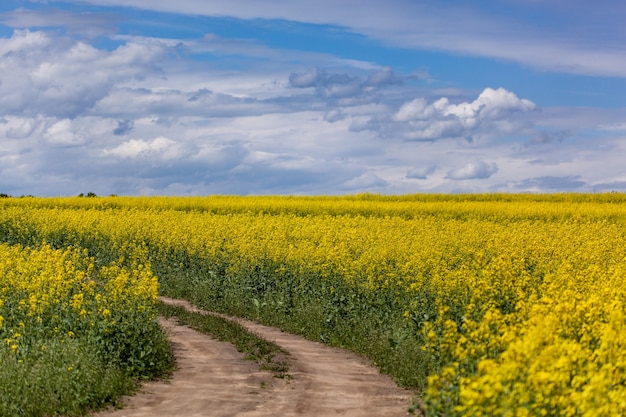 Yellow flowers field with blue sky landscape with a path in the middle