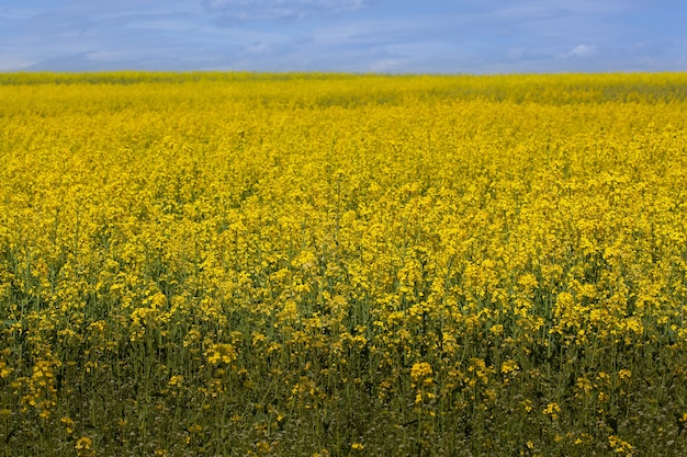 Yellow flowers field with blue sky landscape