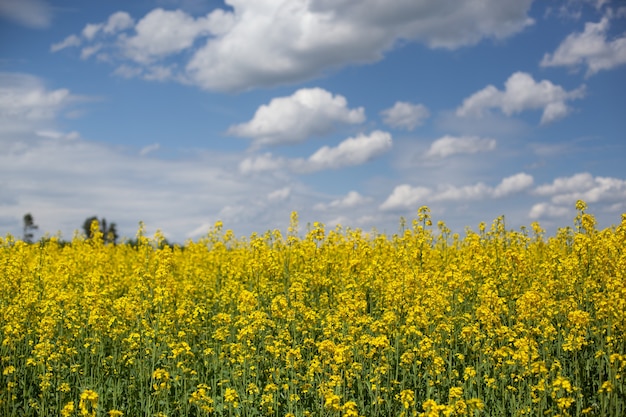 Yellow flowers field with blue sky landscape