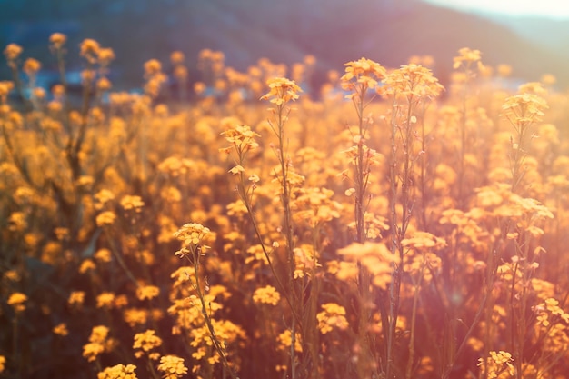 Yellow flowers in field