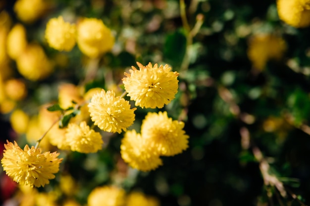 Yellow flowers in a flower bed Autumn little chrysanthemums Natural background