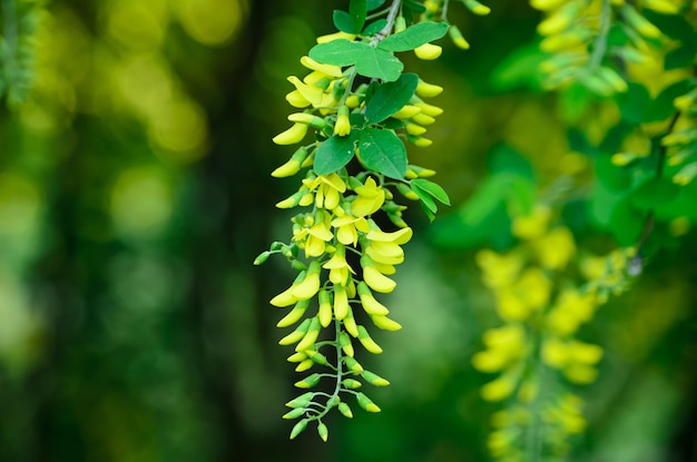 yellow flowers of a flowering bush