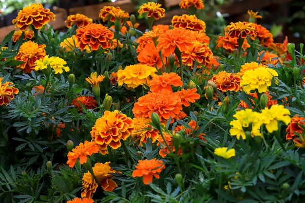 Yellow flowers in a garden. Selective focus.