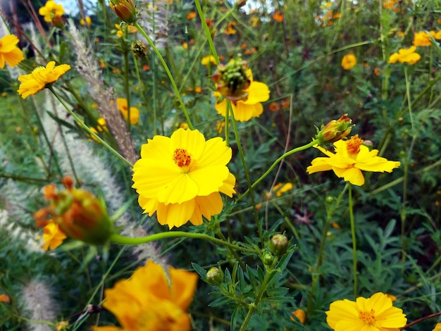 Yellow flowers in the garden symbol of summer brightness gives a fresh atmosphere