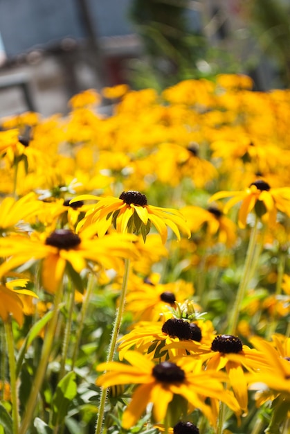 Yellow flowers in the garden