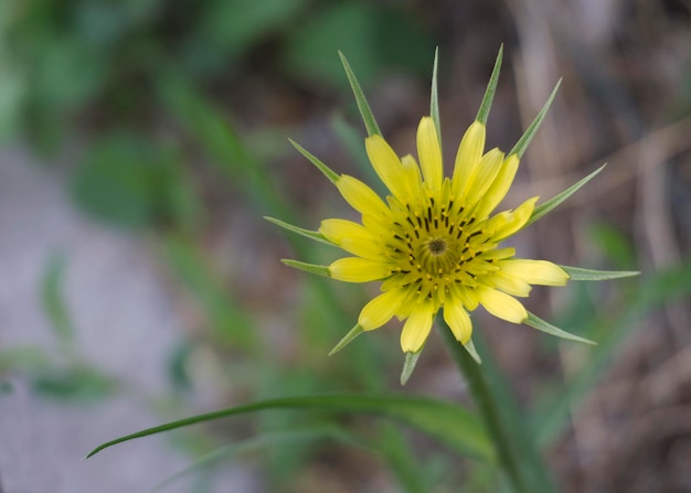 Yellow flowers Gooseberry doubtful Tragopogon dubius