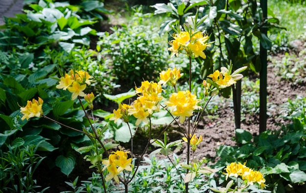 Yellow flowers in green bushes