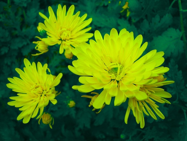 Yellow flowers in green foliage photo