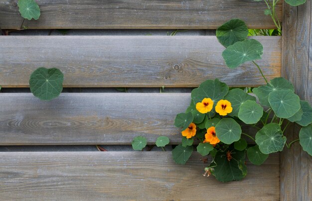 Yellow flowers and green leaves of nasturtium on the gray boards of a wooden fence